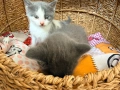 Британска котка , снимка 4