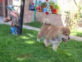 Акита Ину Японска , снимка 3