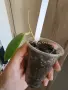 Хоя Erythrostemma 048, снимка 2