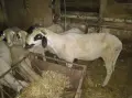 Продавам 2 бр.кочове, снимка 1
