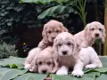 Кокер шпаньолчета, снимка 6