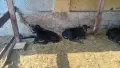 Продавам мъжки малачета , снимка 1