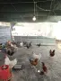 Млади Кокошки носачки, снимка 1