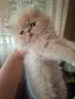 Уникални персийски котенца , снимка 6