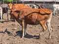 Продавам крави, юници и телета, снимка 11