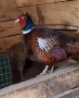Фазани, снимка 2