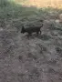 Белгийска овчарка , снимка 7