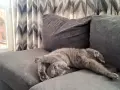 Чистокръвен британец на 8 м, снимка 4