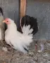 Кокошка Шабо излишна, снимка 1