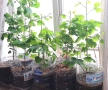 Гинко билоба в саксия, снимка 2