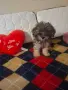Малтипу кученце, снимка 3