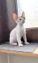 Котенца донски сфинкс, снимка 5
