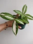 Драцена, dracena milky way, снимка 2