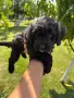 Кавапу & Cavapoo, снимка 7