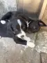 Подарявам кученца , снимка 3