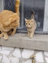 мъжко котенце на 2месеца , снимка 3