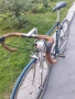 de ROSA, снимка 12