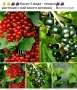 🍇🍒🍇Плодове - разсад 🍓🍎🍏🍋🍒🍇, снимка 2