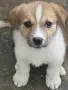 Подарявам каракачанка, снимка 1