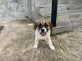 Алабай Х Малиноа Кученца на 2 месеца с Доставка, снимка 3