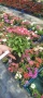 🌸  Вербена (Върбинка) Микс – Готови за засаждане! 🌸 15 бр. за 15€ , снимка 10