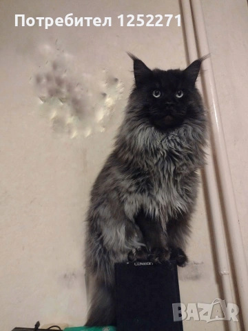 Котенца Мейн Куун момче и момиче, снимка 5 - Мейн кун - 55189751