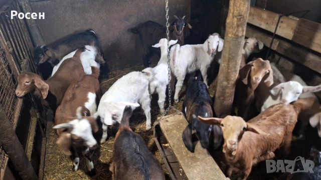 Ярета, снимка 1 - Кози - 54355833