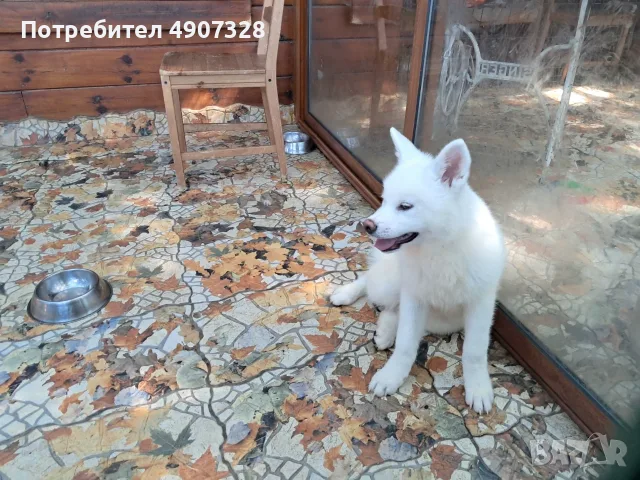 Продавам бяла акита, снимка 3 - Други животни - 55530899