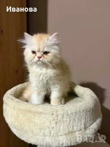 Персийски котенца 