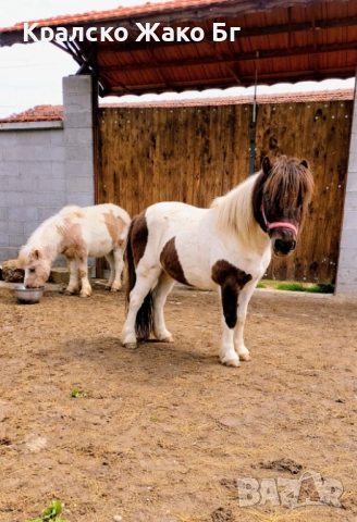 Шотландско понита !