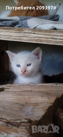 Бели котета с разноцветни очи, снимка 8 - Други - 54895027
