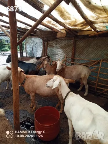 Продавам кози за дамазлък, снимка 4 - Кози - 55626541