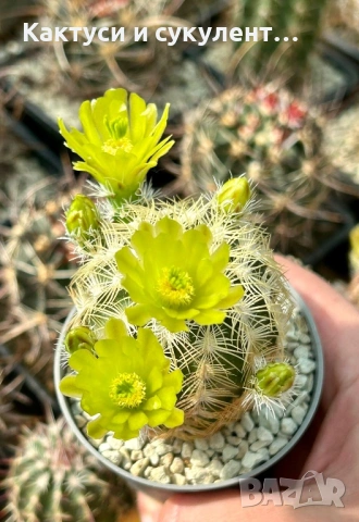 Кактус Echinocereus viridiflorus var. correllii