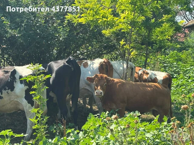 Продавам крави и телета с. Брест област Плевен, снимка 12 - Крави - 55342025