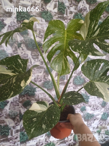 МонстераThai