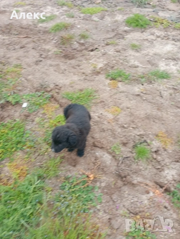 Подарявам малки кученца!, снимка 4 - Други - 54154098