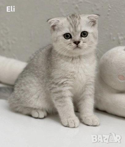 Шотландски котенца , снимка 2 - Други - 55024613