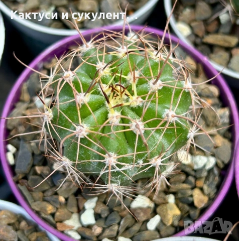 Кактус вид Echinopsis Hybrid бял лебед, снимка 7 - Градински цветя и растения - 54593949