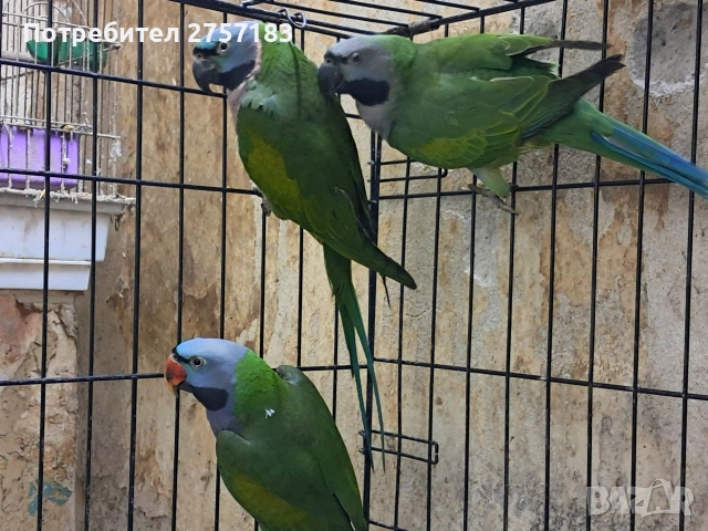 продавам китаиски алксандри женска 2023 г и 2025 мъжки 2024 г, снимка 2 - Папагали - 53991984