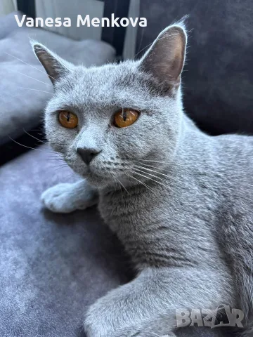 британски. 2 котки мъжко и женско