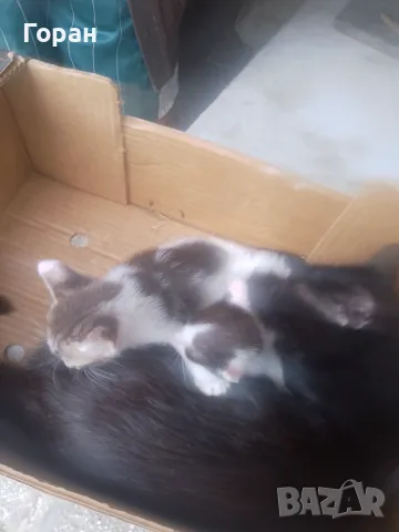 Подарявам котета , снимка 7 - Други - 50831081