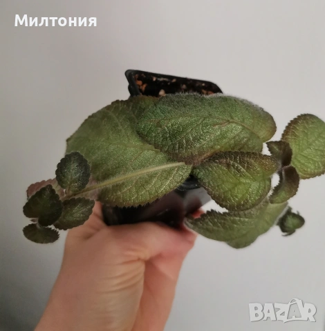 еписция Katherine , снимка 2 - Стайни растения - 55234501