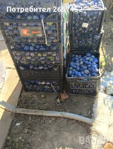 Сливи за ракия и сладко, снимка 2 - Други - 55694989