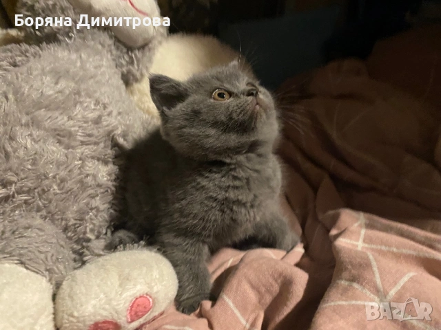 Британско късокосместо коте