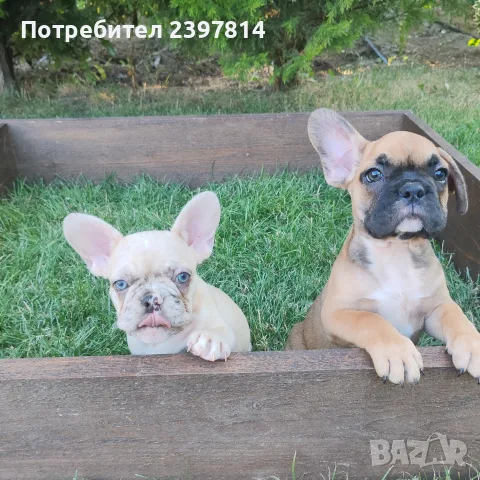 Френски булдог Женски , снимка 11 - Френски булдог - 55008762