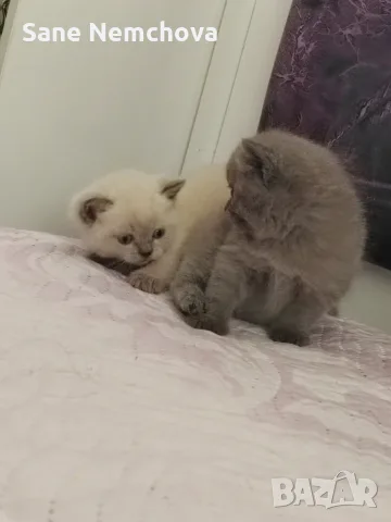 Британски котенца, снимка 7 - Британска късокосместа - 55675493