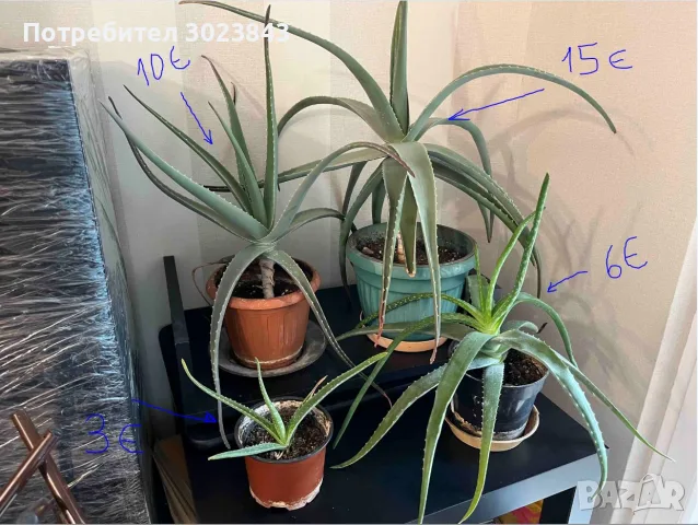 Продавам Алое Вера (Aloe Vera) , снимка 6 - Стайни растения - 55415775