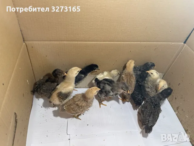 Пилета шведски исабар  и великденска носачка , снимка 3 - Кокошки и пуйки - 55446065