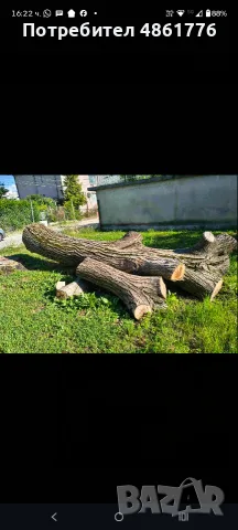 Ствол на дърво- орех