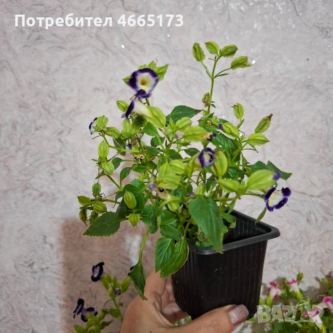 Комплект Цветя Торения, снимка 14 - Градински цветя и растения - 54886857